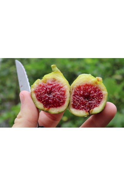 Инжир самоплодный Адриатическая темно-бордовая мякоть